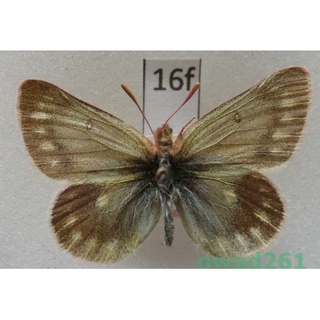 Colias cocandica hinducucica Verity, 1911 Afganistan16f